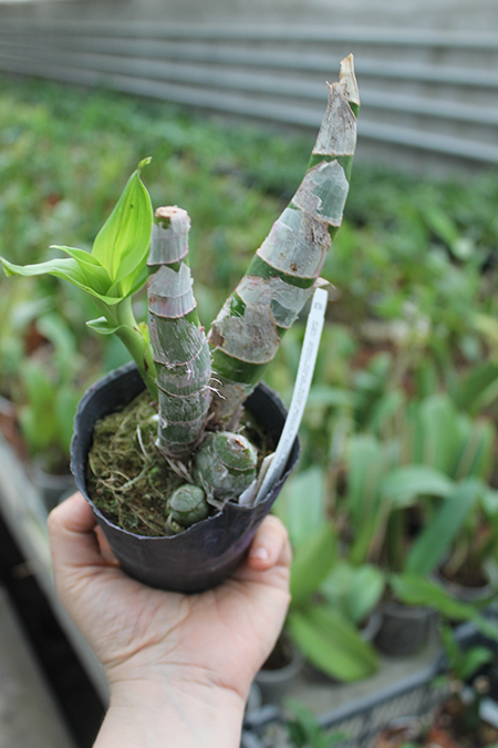 Fredclarkeara After Dark 'SVO Black Pearl'.jpg