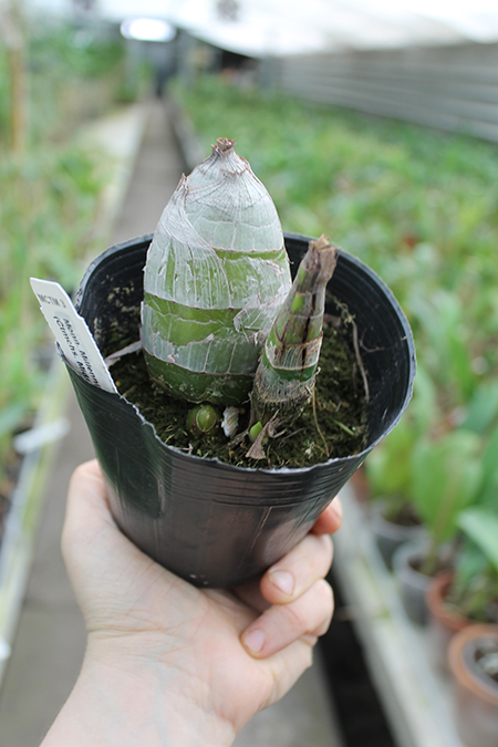 Monnierara Millenninum Magic 'Witchcraft'.jpg