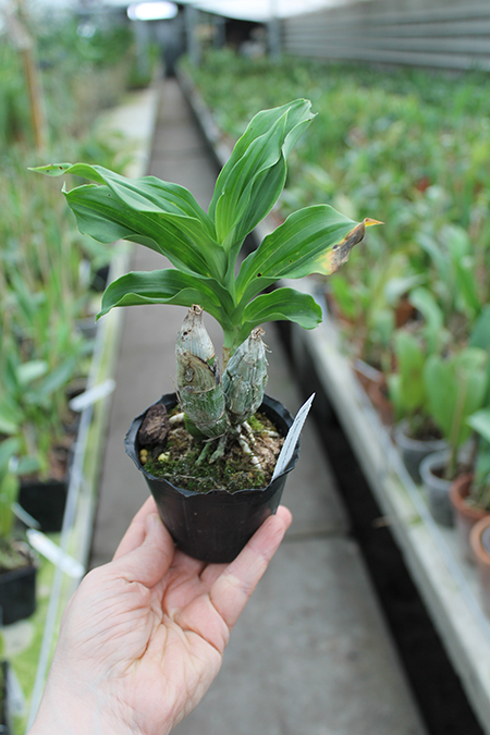 Catasetum pileatum 'Oro Verde'.jpg