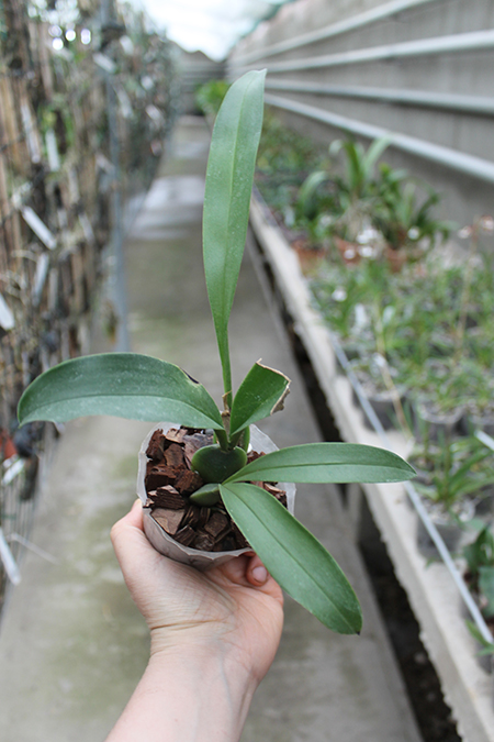 Rossioglossum 'Rawdon Jester'.jpg