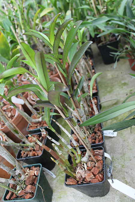 Dendrobium strebroceras.jpg