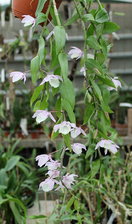Dendrobium pierardii x loddigesii.jpg
