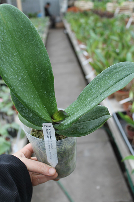 Doritaenopsis Taiwan Red Cat 'Red Cat'.jpg