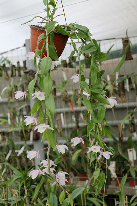 Dendrobium pierardii x loddigesii.jpg