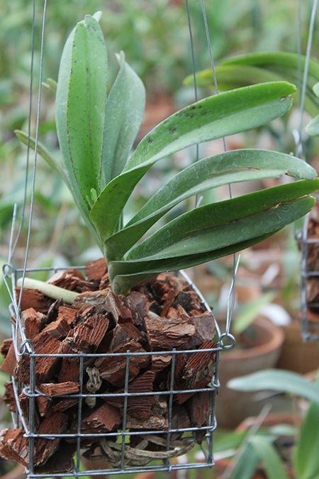 Rhynchorides Bangkok Sunset.jpg