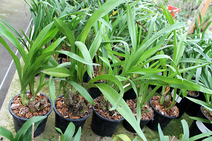 Grammatocymbidium Lovely Melody 'HK'.jpg