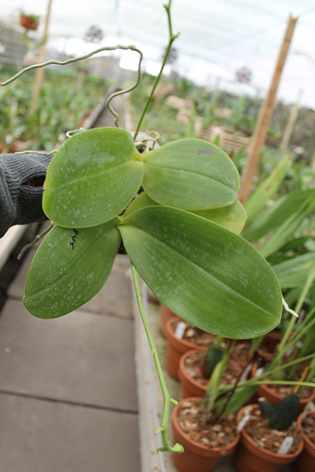 Phalaenopsis gigantea x Mituo Sun.jpg