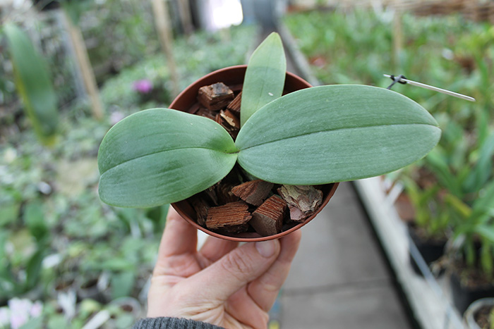 Phalaenopsis Zheng Min Tyrannosaurus x gigantea.jpg