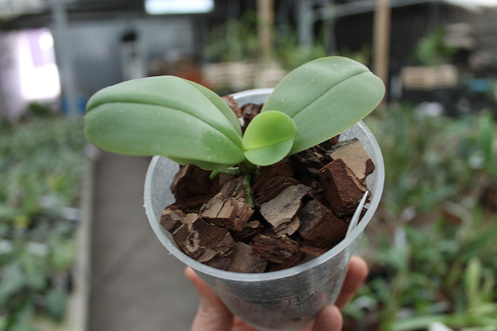 Phalaenopsis violacea 'Blue Indigo'.jpg
