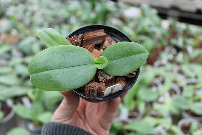 Phalaenopsis Samera x gigantea.jpg