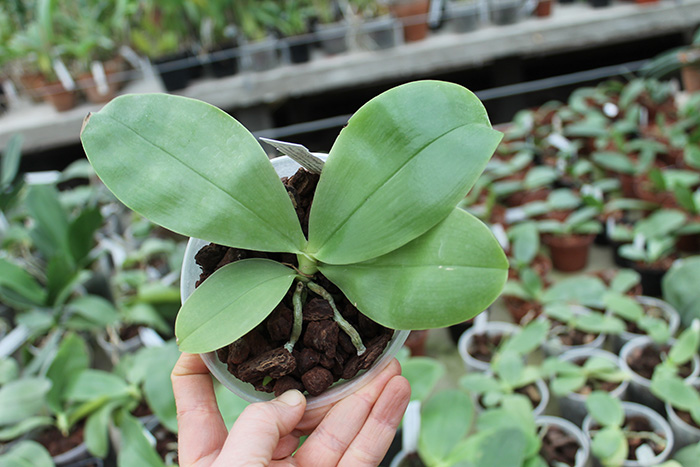 Phalaenopsis Samera.jpg