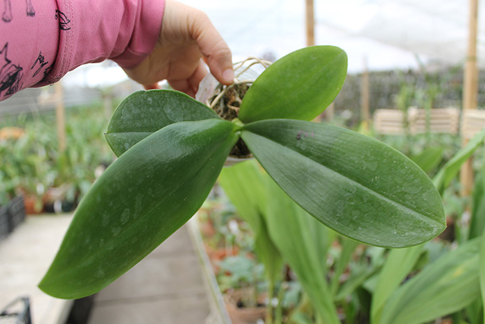 Phalaenopsis gigantea x Mituo Coral Mambonosa.jpg