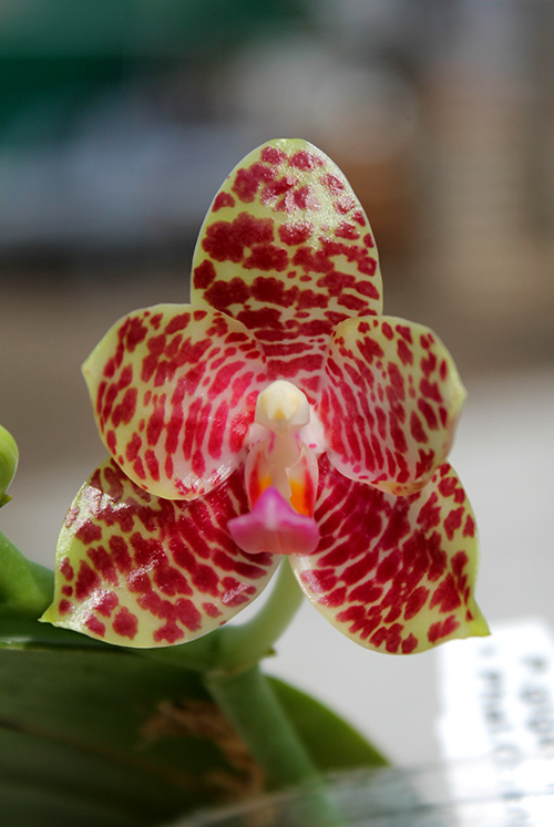 Phalaenopsis gigantea x Chang Yi 'Green Giant'.jpg
