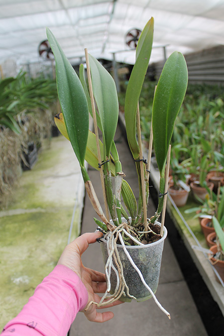 Brassolaeliocattleya Pink Empress 'Ju-Sen'.jpg