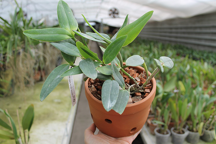 Cattleya forbesii ('Ching Hua' x 'Hsinying').jpg