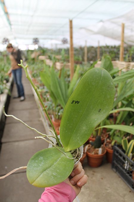 Phalaenopsis gigantea x Mituo Sun.jpg