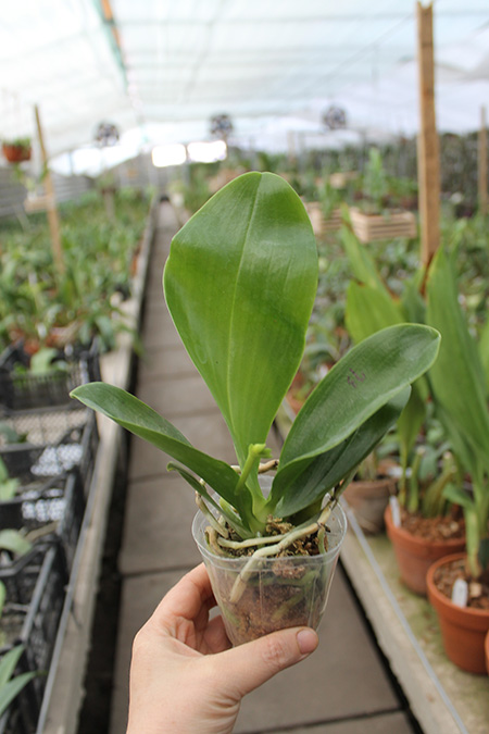 Phalaenopsis Chang Yi Green Giant x Yaphon Godboy.jpg