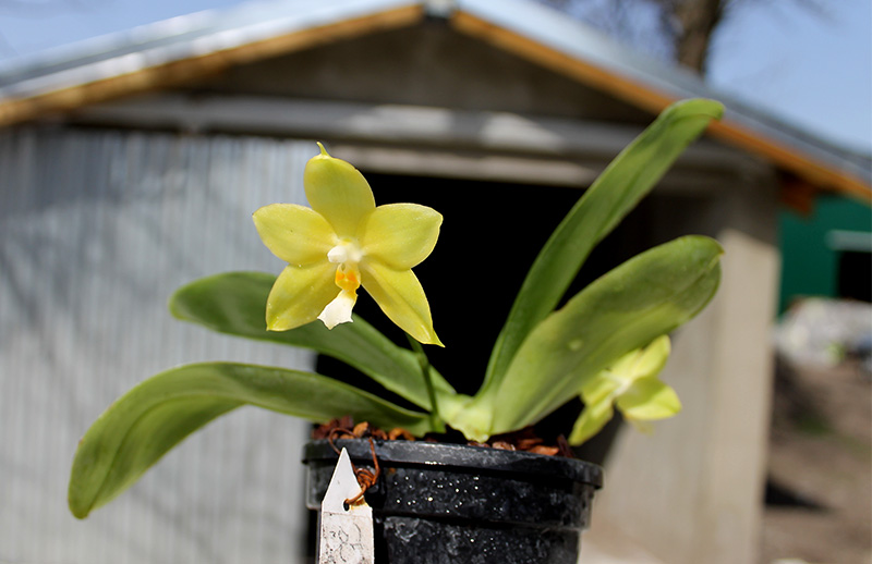 Phalaenopsis (Tzu Chiang Litlitz-micholtzii) '#1' x Joy Dreamy Jade '#7'.jpg