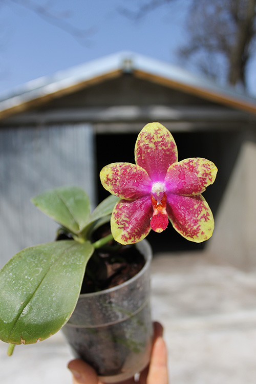 Phalaenopsis George Vasquez x (Coral Nosa x bellina).jpg