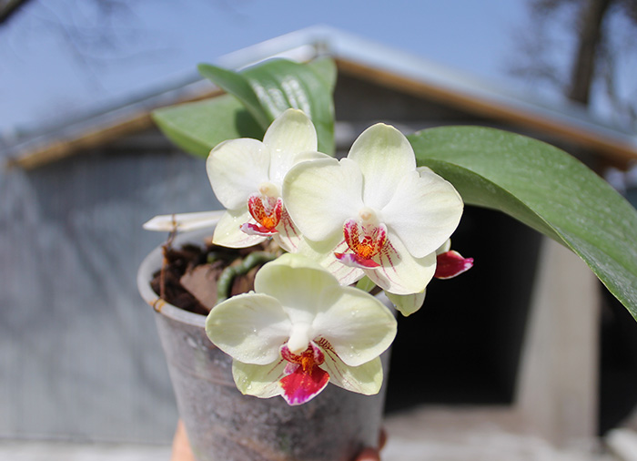 Doritaenopsis Little Gem Stripe x Phalaenopsis Joy Dreamy Jade.jpg