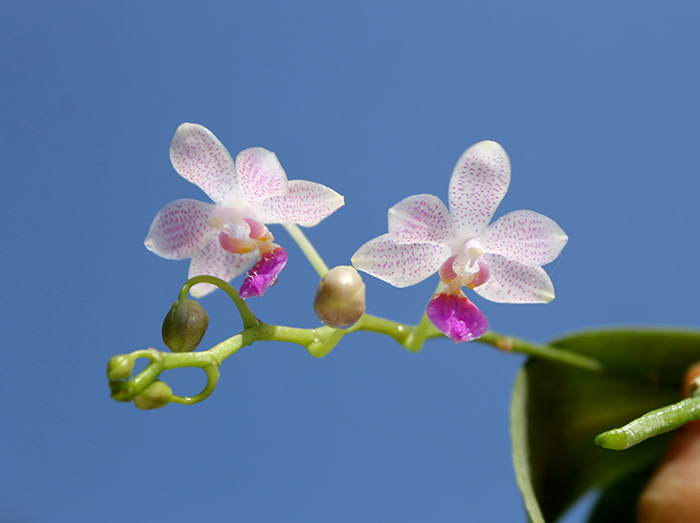 Phalaenopsis lindenii x javanica.jpg