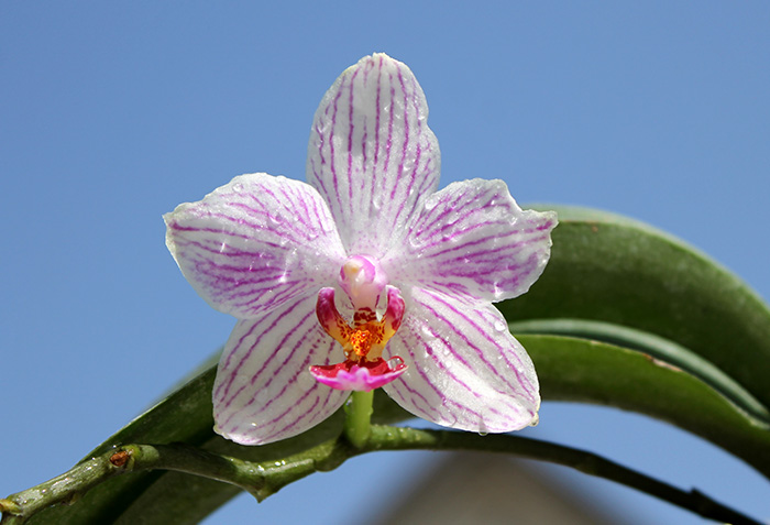 Doritaenopsis Little Gem Stripe x Phalaenopsis Joy Dreamy Jade.jpg