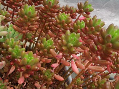 Sedum rubrotinctum - тоже самое - чем жестче температура и свет,<br />тем ярче окраска.