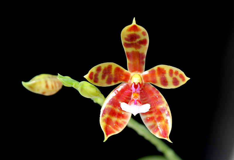 Phalaenopsis Little Leopard (mariae x cornu-cervi).jpg