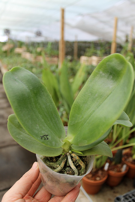 Phalaenopsis Ld's Bear King 'RK-3' x Fushang's Beauty Star.jpg