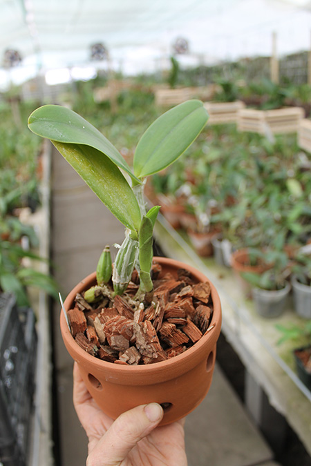 Cattleya walkeriana 'Edward' x nobilior coerulea 'Pledge'.jpg
