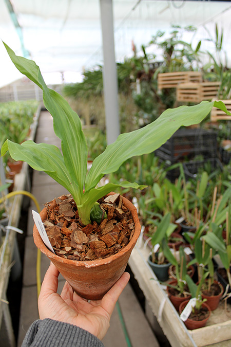 Lycaste macrobulbon.jpg