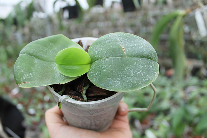 Phalaenopsis Yaphon Red Jewel x Ld's Bear Queen.jpg