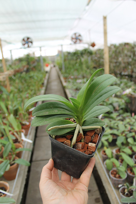 Doritis pulcherrima x Ascocentrum miniatum.jpg