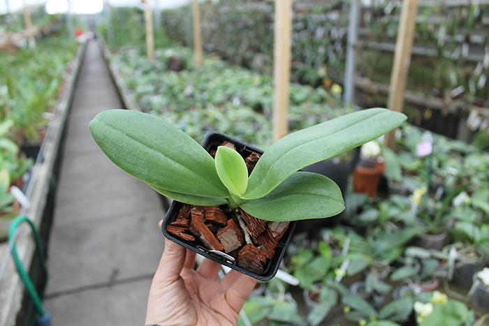 Doritaenopsis Kenneth Schubert x Phalaenopsis bellina blue.jpg