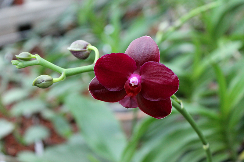 Phalaenopsis Sogo Relex 'F-1661'.jpg