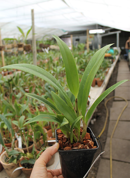 Laeliocattleya Ballet Folklorico 'Eloquence'.jpg