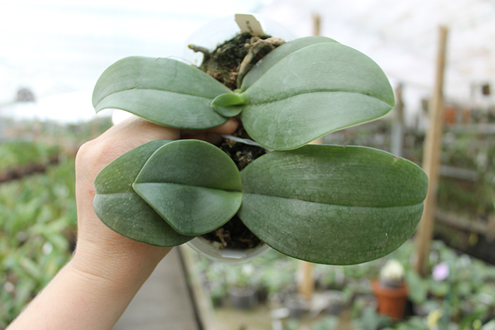 Phalaenopsis gigantea.jpg