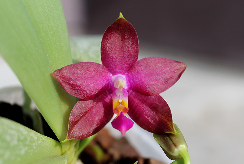 Phalaenopsis Ld's Bear King x violacea indigo.jpg