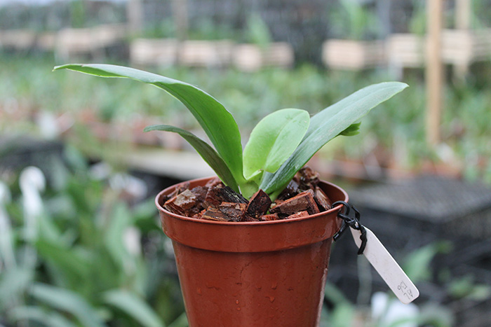 Phalaenopsis Zheng Min Tyrannosaurus x Yaphon Sir.jpg