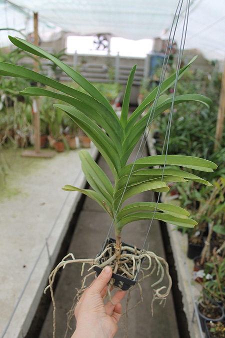 Vanda Pak Chong Blue.jpg