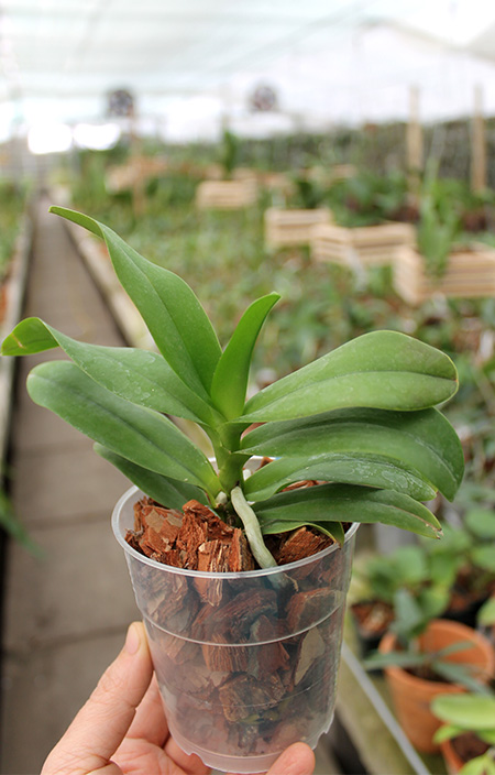 Phalaenopsis equestris x Renanthera matutina.jpg