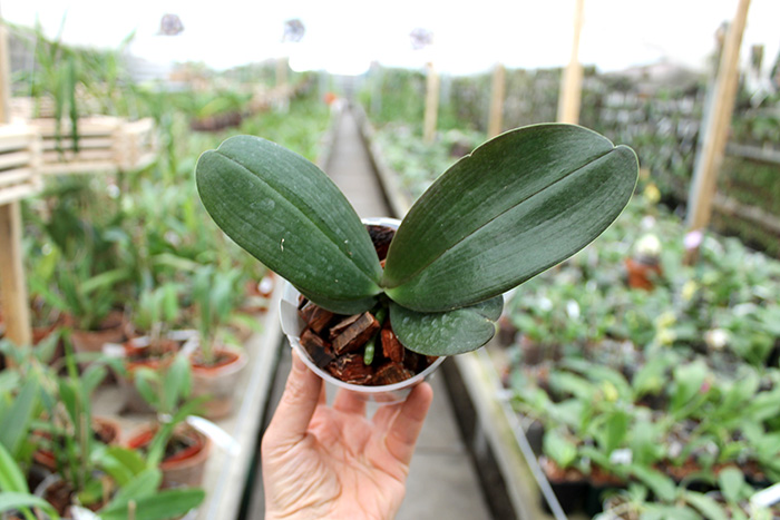 Phalaenopsis Sentra x Black Eagle.jpg