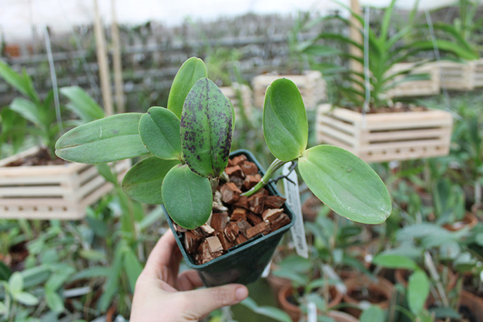 Cattleya Brabantiae 'Banderantes'.jpg