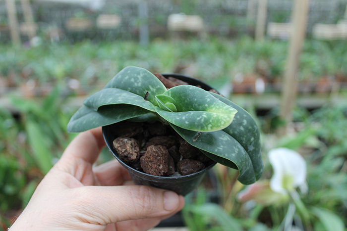 Paphiopedilum wellesleyanum album x Iratsume album.jpg