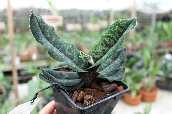 Paphiopedilum malipoense.jpg