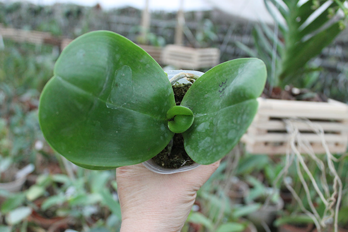 Phalaenopsis Mituo Sun 'Mituo #1' x Ld's Bear King 'YK-14'.jpg