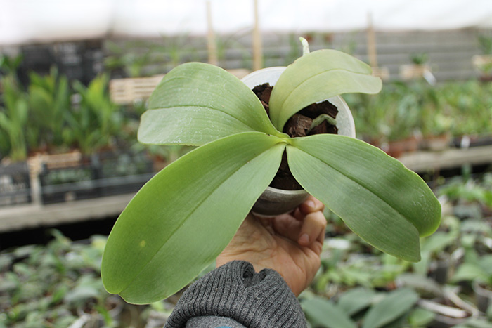 Phalaenopsis George Vasquez 'An Lin' x George Vasquez 'Eureka'.jpg