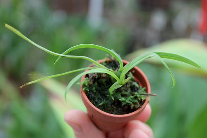 Maxillaria schunkeana.jpg