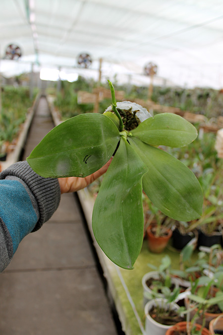 Phalaenopsis Chang Yi Green Giant x Yaphon Godboy.jpg