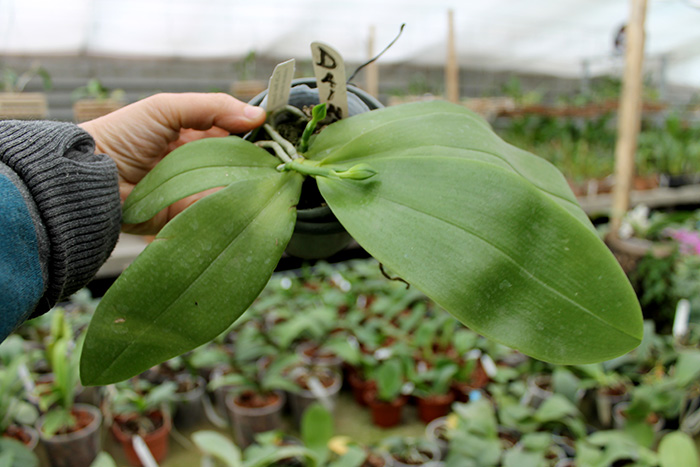 Phalaenopsis LDs Bear Queen x violacea blue 'Big'.jpg